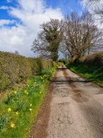 Daffs-down-The-Nook.jpg Daffs-down-The-Nook.jpg