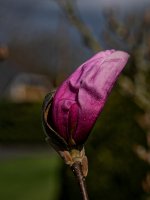 Flora-1.jpg Flora-1.jpg