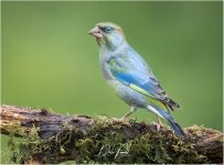 716A1962 LR CS6 BF.jpg