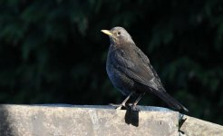 DSC_0460.JPG