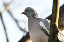 DSC_0468.JPG