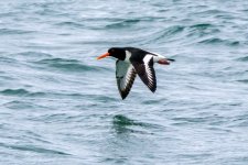 oystercatcher030422.jpg
