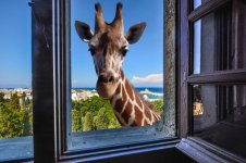 Giraffe at Window.jpg