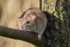 Rat.jpg