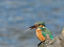 Kingfisher.jpg