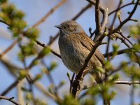 Dunnock.jpg