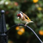 Goldfinch.jpg