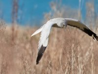 20220327-BC132601-C1 On1.jpg