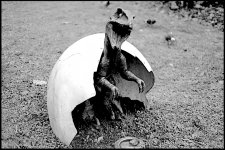 Dinosaur statue at Strand Exmouth D600 D60_4306.JPG