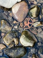 week 15 snappers choice.jpg