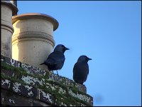 Crows on chimney Clyst St Mary HX90 DSC00026.JPG