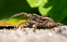 spider190422.jpg
