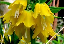 Crown Imperial (Fritillaria Imperialis) PSZ IMG_0093 (3).JPG Crown Imperial (Fritillaria Imperialis) PSZ IMG_0093 (3).JPG