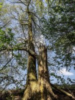 Tree-2.jpg Tree-2.jpg