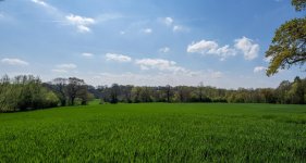 Trees-Pano.jpg Trees-Pano.jpg