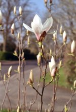 2203EP30CN08 Magnolia.jpg