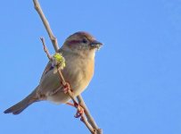 Small bird on branch HX90 DSC00413.JPG