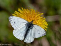 24-04-22 Small White Butterfly (1 of 1).jpg