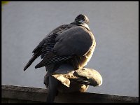 Pigeons mating DSC00037.JPG
