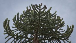 Week 16 - Tree.jpg