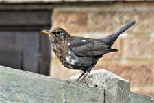 Mottled bird.JPG
