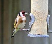 Goldfinch 2 .JPG