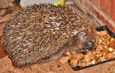 hoggy-sm.jpg