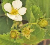 Strawbs.jpg