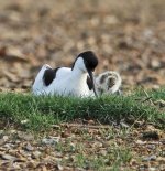 keyhaven_marshes_avocet_and_chick.jpg