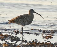 keyhaven_marshes_curlew.jpg