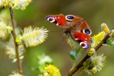 Heybridge Basin 18-04-22 0010.jpg