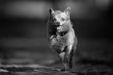 400mmdogs - 2 of 5 - A1108852.jpg