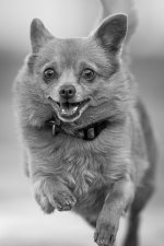 400mmdogs - 3 of 5 - A1108857.jpg