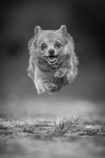 400mmdogs - 4 of 5 - A1108901.jpg