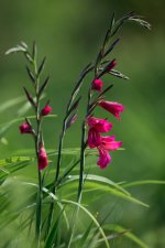 400mm - 2 of 2 - A1106365.jpg