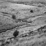 002 Wistmans Wood 02-61730002 PS Adj B&W (Minimalist Landscape).JPG 002 Wistmans Wood 02-61730002 PS Adj B&W (Minimalist Landscape).JPG