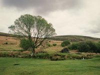 002 Tree and Ruins 02 40mm-73890002 PS Adj.JPG
