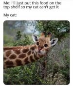 Giraffe cat.jpg