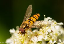 20-05-2022 Hover Fly (1 of 1).jpg