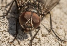 20-05-2022 The Fly (1 of 1).jpg