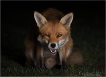IMG_0275 LR CS6 JP tp.jpg