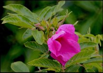 Pink flower SP500_E-PL50004.JPG