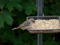 Feeder Sparrow.jpg