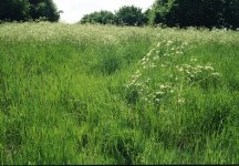 P30n Kodak Gold 200 01.jpg