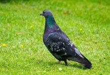 pigeon080622.jpg
