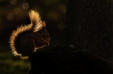 FFED0130-625A-46E3-831C-8B4E611275D7.jpeg