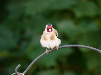 Breezy Finch.jpg