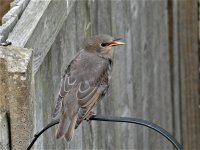 Starling 4 (2).jpg