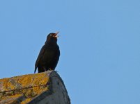 Blackbird 4.jpg
