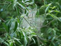 Webbing.jpg
